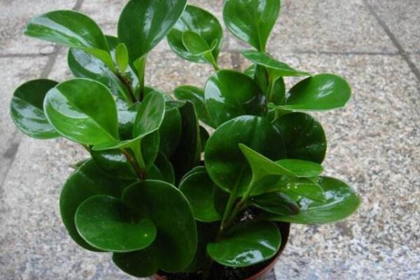 碧玉花開花嗎,每年開花兩次