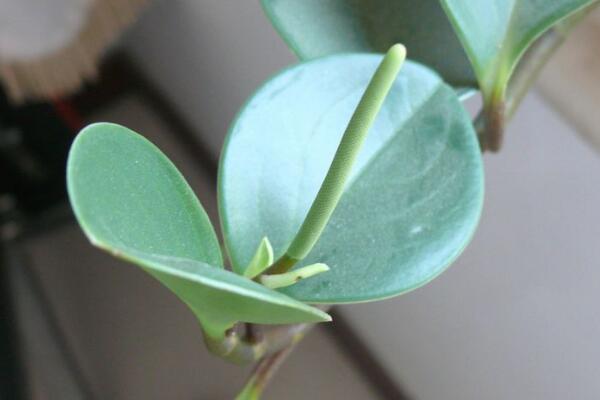 碧玉花開花嗎,每年開花兩次