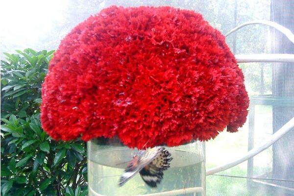 紅色康乃馨花語,祝愿母親健康長壽