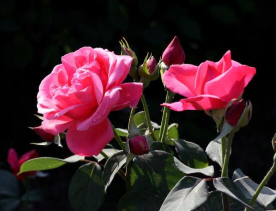 月季花種子怎么種,教你四種方法存活率百分百