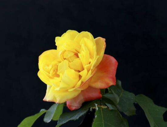 月季花種子怎么種,教你四種方法存活率百分百