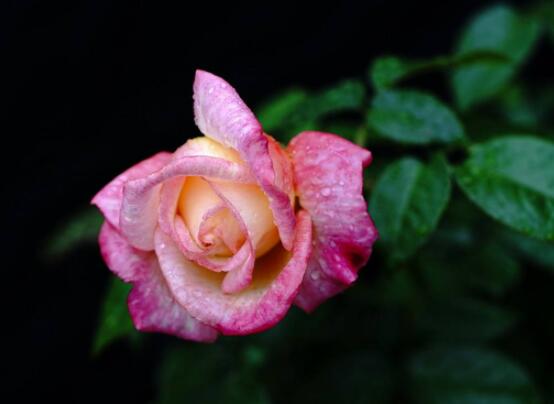 月季花種子怎么種,教你四種方法存活率百分百