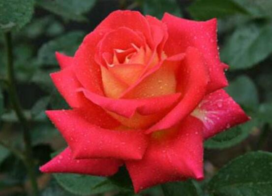 月季花種子怎么種,教你四種方法存活率百分百