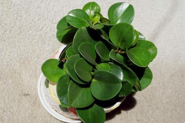 碧玉花葉子發黃怎么辦,5種原因以及解決方法
