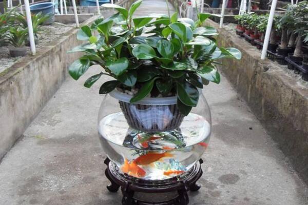 碧玉花葉子發黃怎么辦,5種原因以及解決方法