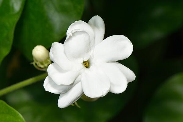 茉莉花茶的好處,四大功效以及作用