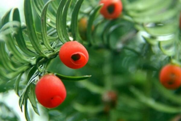 紅豆杉圖片,特征、種類以及用途介紹