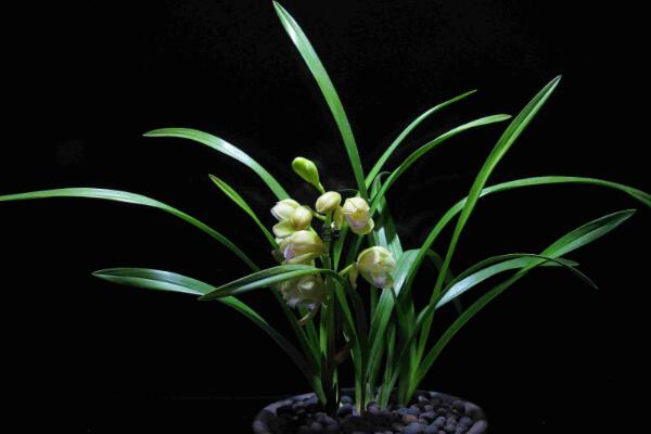 蘭花花苞發黑脫落怎么辦,多是施肥量大、澆水過多