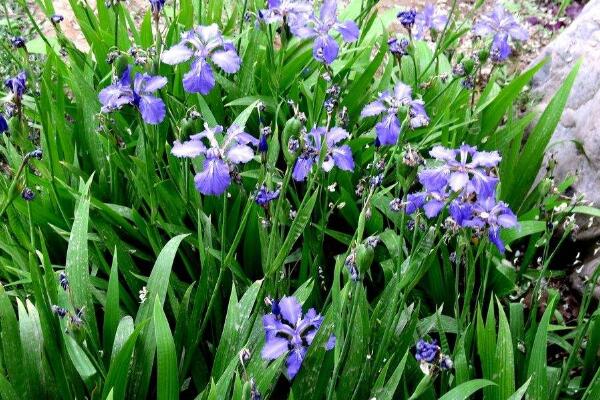 蘭花花苞發黑脫落怎么辦,多是施肥量大、澆水過多