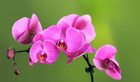 蝴蝶蘭花期過后怎么養(yǎng)，教你六種好方法來年花開爆盆