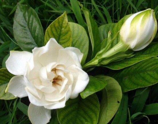 枙子花的花語是什么,代表著堅(jiān)強(qiáng)、永恒的愛、一生的守候