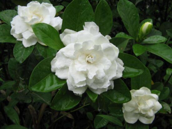 枙子花的花語是什么,代表著堅(jiān)強(qiáng)、永恒的愛、一生的守候