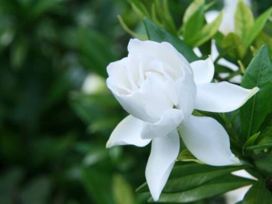 枙子花的花語是什么,代表著堅(jiān)強(qiáng)、永恒的愛、一生的守候