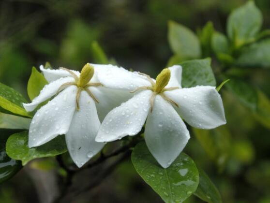枙子花的花語是什么,代表著堅(jiān)強(qiáng)、永恒的愛、一生的守候