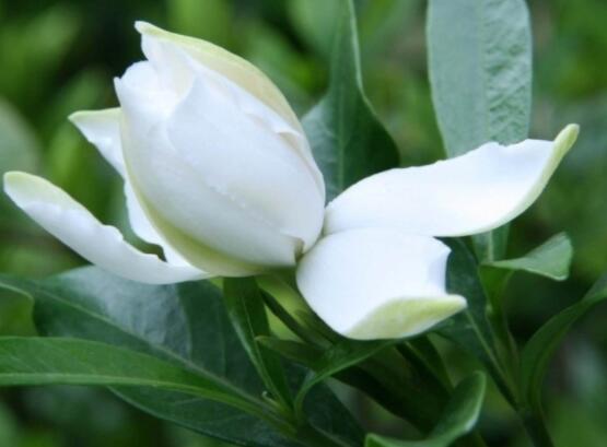 枙子花的花語是什么,代表著堅(jiān)強(qiáng)、永恒的愛、一生的守候