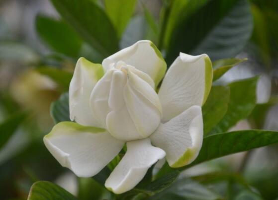 枙子花的花語是什么,代表著堅(jiān)強(qiáng)、永恒的愛、一生的守候