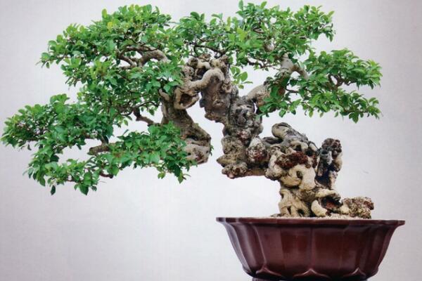 榕樹盆景有什么作用,觀賞、藥用以及風(fēng)水三個方面