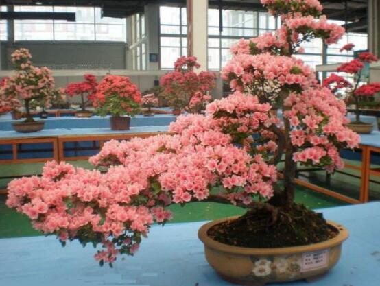 好看的杜鵑花盆景圖片欣賞,花色艷麗、幸福安康