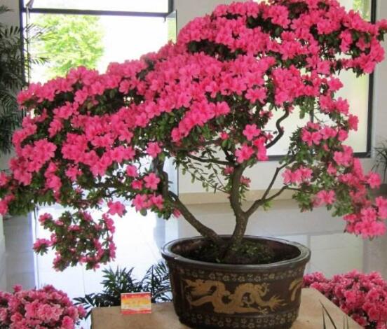 好看的杜鵑花盆景圖片欣賞,花色艷麗、幸福安康
