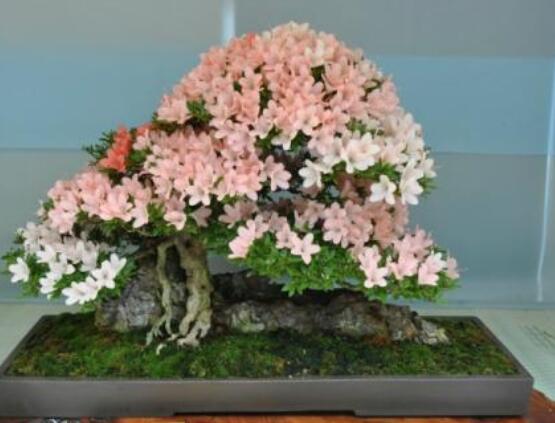 好看的杜鵑花盆景圖片欣賞,花色艷麗、幸福安康