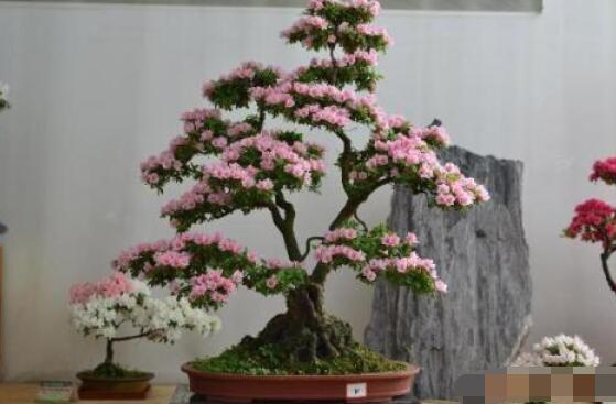 好看的杜鵑花盆景圖片欣賞,花色艷麗、幸福安康