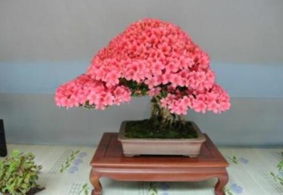 好看的杜鵑花盆景圖片欣賞,花色艷麗、幸福安康
