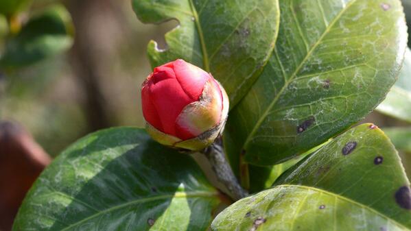 茶花施肥過多了怎么辦,癥狀表現以及處理方法