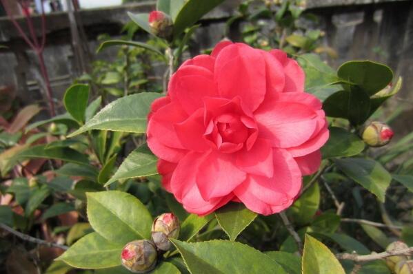 茶花施肥過多了怎么辦,癥狀表現以及處理方法