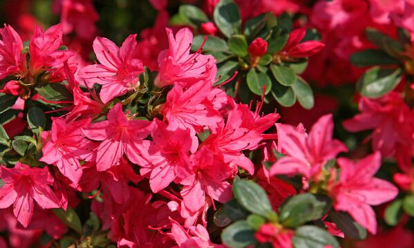 杜鵑花的資料,習(xí)性、種類以及花語(yǔ)的介紹
