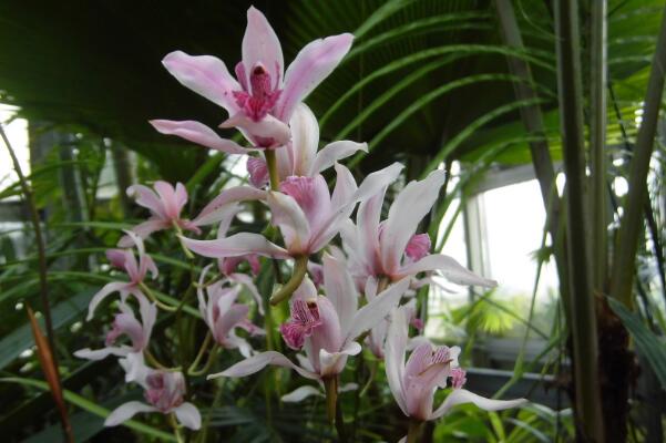 蘭花什么時候施肥,蘭花施肥可分為5個階段