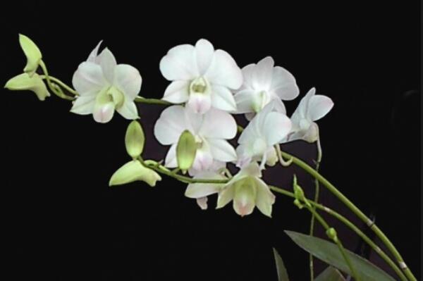 蘭花什么時候施肥,蘭花施肥可分為5個階段