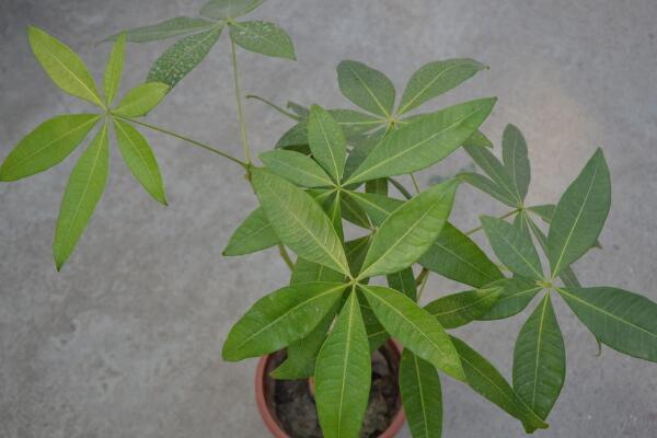 怎么才能養好發財樹,做好這五點是關鍵