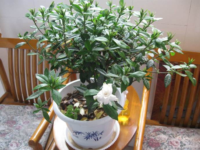 盆栽梔子花花少該怎么辦,了解以下四點可以讓你的梔子花開爆