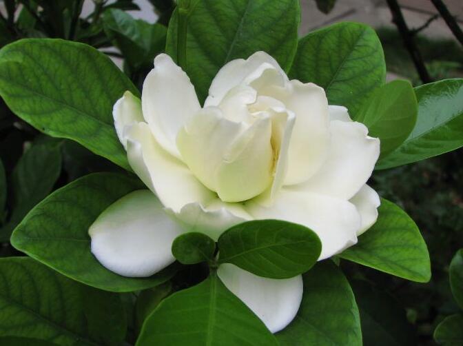 盆栽梔子花花少該怎么辦,了解以下四點可以讓你的梔子花開爆