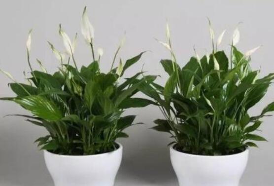 一帆風(fēng)順用什么水澆,澆池塘水、淘米水生長(zhǎng)最快