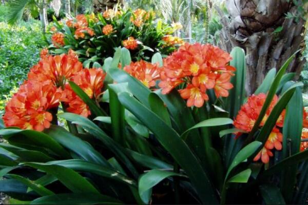 君子蘭開(kāi)花后怎么處理,分為留種處理與不留種處理