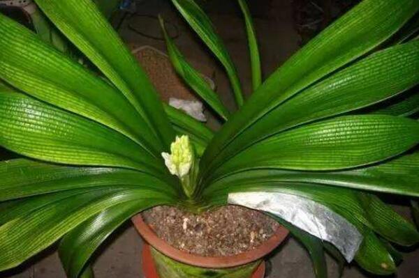 君子蘭開(kāi)花后怎么處理,分為留種處理與不留種處理