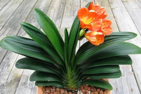 君子蘭開(kāi)花后怎么處理,分為留種處理與不留種處理