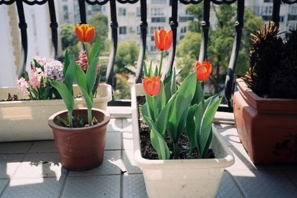 郁金香的種植方法,五步教你快速掌握分球種植