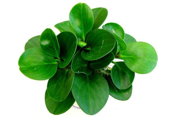碧玉花植物如何移栽,簡單三步教你扦插成活