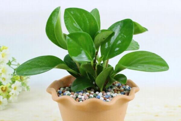碧玉花植物如何移栽,簡單三步教你扦插成活