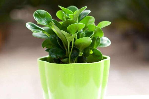 碧玉花植物如何移栽,簡單三步教你扦插成活