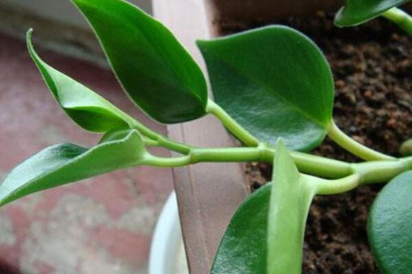 碧玉花植物如何移栽,簡單三步教你扦插成活