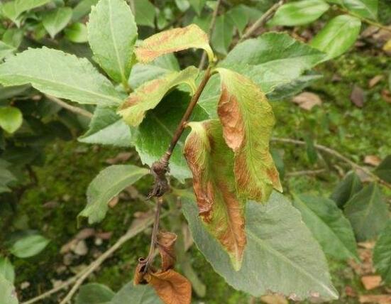 山茶花的病蟲害防治,盤點四種病蟲害防治方法