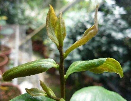 山茶花的病蟲害防治,盤點四種病蟲害防治方法