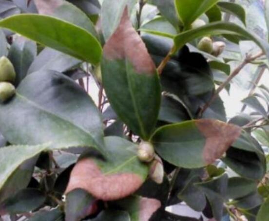 山茶花的病蟲害防治,盤點四種病蟲害防治方法
