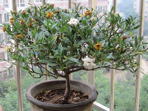 梔子花怎么澆水,季節(jié)不同澆水量也不同