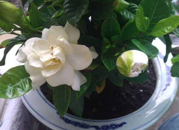 梔子花怎么澆水,季節(jié)不同澆水量也不同