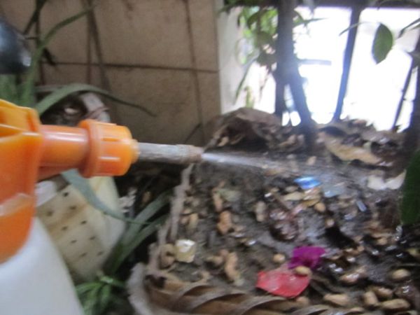 梔子花怎么澆水,季節(jié)不同澆水量也不同