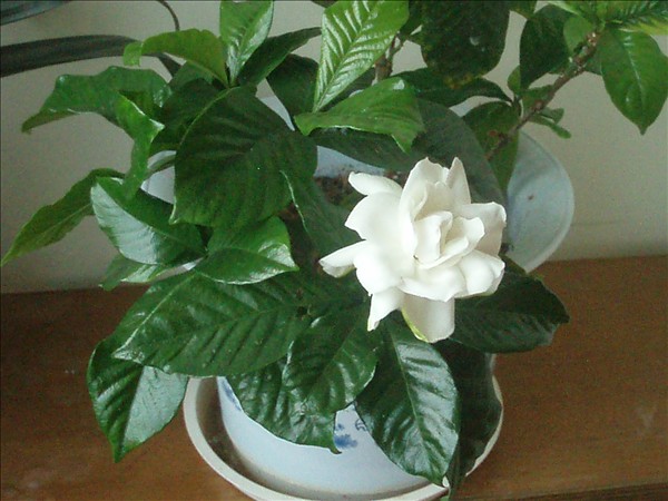 梔子花什么時候澆水,一天中最佳澆水時間是清晨和傍晚